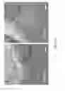 Fig. 02 - Obtaining multipotent amnion-derived stem cell (ADSC) from amniotic membrane tissue without enzymatic digestion