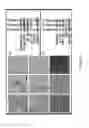 Fig. 07 - Obtaining multipotent amnion-derived stem cell (ADSC) from amniotic membrane tissue without enzymatic digestion