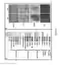 Fig. 09 - Obtaining multipotent amnion-derived stem cell (ADSC) from amniotic membrane tissue without enzymatic digestion