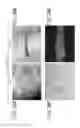Fig. 35 - Cell mass, cell structure, and three-dimensional tissue body