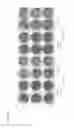 Fig. 20 - Oncolytic virus strain