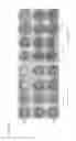 Fig. 21 - Oncolytic virus strain