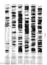 Fig. 37 - Stilbenoid prenyltransferases from plants