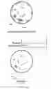 Fig. 77 - Stilbenoid prenyltransferases from plants