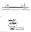 Fig. 01 - Method for producing DNA vectors from molecular bricks containing sequences of interest