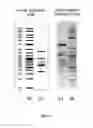 Fig. 06 - Method for producing DNA vectors from molecular bricks containing sequences of interest
