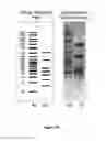 Fig. 16 - Method for producing DNA vectors from molecular bricks containing sequences of interest