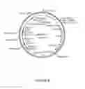 Fig. 09 - Plastid Transformation of Maize