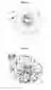 Fig. 04 - Production of protein from hairy roots of a plant utilizing rhizobium comprising rol genes