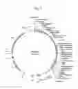 Fig. 02 - MAIZE EVENT DP-032218-9 AND METHODS FOR DETECTION THEREOF