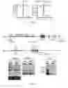 Fig. 03 - METHODS OF DIAGNOSING AND TREATING B CELL ACUTE LYMPHOBLASTIC LEUKEMIA