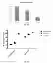 Fig. 33 - METHODS OF DIAGNOSING AND TREATING B CELL ACUTE LYMPHOBLASTIC LEUKEMIA