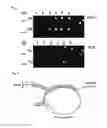 Fig. 06 - Detection kit and simple method for detecting target nucleic acids