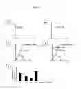 Fig. 02 - Microarray for detection of mutations in beta-globin genes and detection method thereof