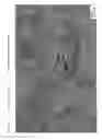 Fig. 07 - NICKEL-COBALT ALLOY