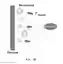 Fig. 08 - Microelectrode biosensor using dielectrophoresis
