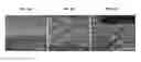 Fig. 04 - OPTICAL SENSING MATERIALS COMPRISING METAL OXIDE NANOWIRES