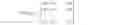 Fig. 07 - RAPID SCREENING METHOD OF PROCESSING RAW RICE FOR RICE PRODUCTS