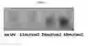 Fig. 07 - METHOD FOR PREPARING SENESCENT MELANOCYTES, CELLS PREPARED BY METHOD, AND METHOD FOR SCREENING FOR SENESCENCE-ALLEVIATING MATERIAL BY USING CELLS
