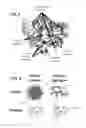 Fig. 03 - Methods for determining molecule folding associated with proteopathies