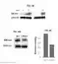 Fig. 06 - Methods for determining molecule folding associated with proteopathies