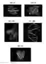 Fig. 08 - Methods for determining molecule folding associated with proteopathies