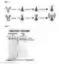Fig. 02 - Sensitive detection of protein heterogeneity by use of enzyme cascades
