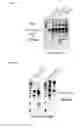Fig. 05 - Sensitive detection of protein heterogeneity by use of enzyme cascades