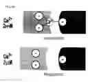Fig. 06 - Ion concentration-dependent binding molecule library