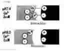 Fig. 07 - Ion concentration-dependent binding molecule library