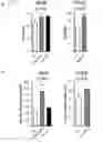 Fig. 08 - Lipid scavenging in Ras cancers