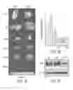 Fig. 02 - METHODS OF CANCER DETECTION USING PARPI-FL
