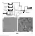 Fig. 02 - Wet-Electrospun Biodegradable Scaffold and Uses Therefor