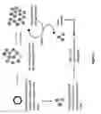 Fig. 02 - Methods and compositions for antibody-evading virus vectors