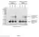 Fig. 02 - ANTIBODIES