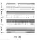Fig. 12 - Crispr/Cas-Related Methods and Compositions for Treating Duchenne Muscular Dystrophy and Becker