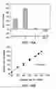 Fig. 43 - Crispr/Cas-Related Methods and Compositions for Treating Duchenne Muscular Dystrophy and Becker