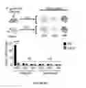 Fig. 22 - CROSS-REGULATION OF TYPE I INTERFERON SIGNALING PATHWAYS