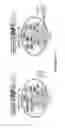 Fig. 32 - CROSS-REGULATION OF TYPE I INTERFERON SIGNALING PATHWAYS