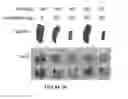 Fig. 34 - CROSS-REGULATION OF TYPE I INTERFERON SIGNALING PATHWAYS