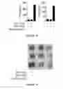 Fig. 37 - CROSS-REGULATION OF TYPE I INTERFERON SIGNALING PATHWAYS