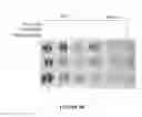 Fig. 40 - CROSS-REGULATION OF TYPE I INTERFERON SIGNALING PATHWAYS