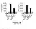 Fig. 49 - CROSS-REGULATION OF TYPE I INTERFERON SIGNALING PATHWAYS