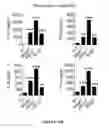 Fig. 63 - CROSS-REGULATION OF TYPE I INTERFERON SIGNALING PATHWAYS