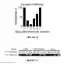 Fig. 85 - CROSS-REGULATION OF TYPE I INTERFERON SIGNALING PATHWAYS