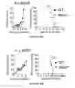 Fig. 89 - CROSS-REGULATION OF TYPE I INTERFERON SIGNALING PATHWAYS