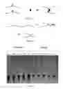 Fig. 02 - Method for detection of analytes via polymer complexes