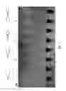 Fig. 03 - Method for detection of analytes via polymer complexes