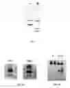 Fig. 04 - Method for detection of analytes via polymer complexes