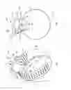 Fig. 02 - Hose clamp with integral claws